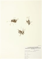 藏品(矮形光巾草)的圖片